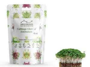 Cabbage-Glory of Enkhuizen