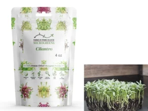 Cilantro