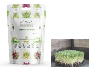 Lettuce-Romain