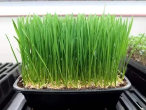 A lush tray of vibrant green wheatgrass grows densely in a black container, displaying healthy, tall blades. The background is blurred, focusing attention on the fresh greenery.