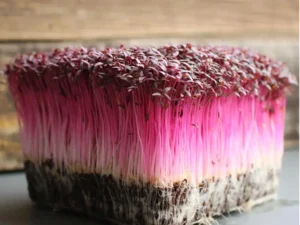 Vibrant microgreens with vivid pink stems and dark purple leaves grow densely in soil. The image captures their fresh texture and lively colors against a wooden background.