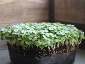 A rectangular tray filled with vibrant green microgreens rests on a table, surrounded by wooden walls. The scene feels fresh and nurturing.