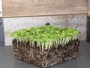A square clump of soil with bright green seedlings and roots is placed on a gray surface. The background is wooden, adding a rustic vibe to the scene.