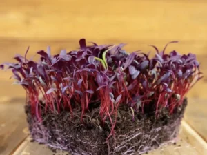 Vibrant purple microgreens with red stems and dark roots displayed on a wooden surface. The earthy tones emphasize freshness and growth.