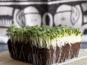 A dense block of soil supports vibrant, fresh microgreens with delicate stems and green leaves. The patterned black-and-white backdrop adds contrast.
