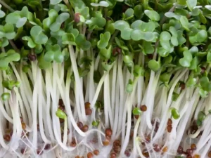 Close-up of vibrant green microgreens with delicate, slender white stems and small brown seeds. The fresh sprouts give a sense of vitality and growth.