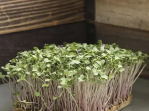 Sprouting microgreens with vibrant green leaves and purple stems grow densely in a wooden planter box, conveying a sense of freshness and vitality.