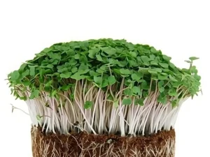 A lush cluster of green microgreens sprouting from a round soil base with visible roots and thin, white stems against a white background.