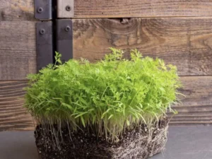 A dense cluster of vibrant green carrot seedlings with roots and soil, sitting on a gray surface against a rustic wooden background, conveying growth.