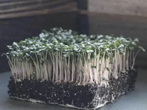 A dense cluster of microgreens emerges from a soil block, showcasing vibrant green leaves atop slender, pale stems, exuding a fresh, lively growth.
