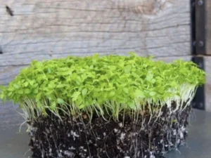 A cube of dense, vibrant green sprouts with white roots sits on a dark surface, framed by a rustic wooden background, conveying growth and vitality.