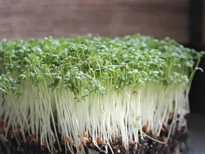 Close-up of lush green microgreens with long white stems rooted in dark soil. The vibrant, fresh sprouts convey a sense of growth and vitality.