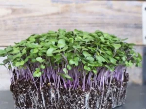 A dense cluster of vibrant green microgreens with purple stems rooted in dark soil. The wooden background adds a rustic touch, emphasizing freshness.