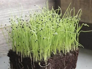 Fresh green seedlings densely packed in dark soil, stretching upwards with black seed casings on the tips, conveying growth and renewal.