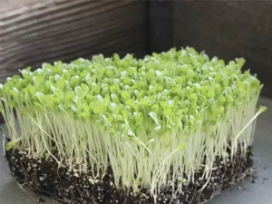A dense cluster of vibrant green microgreens with delicate leaves and thin stems grow on dark soil, evoking freshness and vitality in a natural setting.