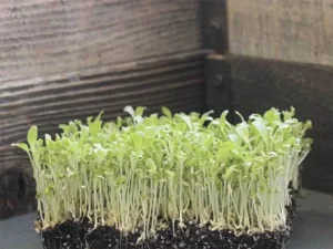 A dense cluster of vibrant green microgreens growing from dark soil in a wooden box. The setting feels rustic and fresh, conveying growth and vitality.