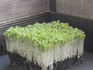A dense block of microgreens with vibrant green leaves and white stems grows from dark soil indoors. The image conveys freshness and vitality.