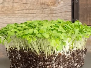 A dense cluster of bright green microgreens sprouts from rich, dark soil against a rustic wooden background. The scene conveys freshness and vitality.