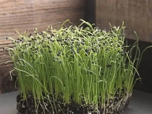 Close-up of vibrant green onion seedlings with tiny black seed husks in rich soil. The wooden backdrop gives a rustic, fresh growth vibe.