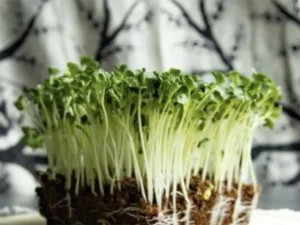 A dense cluster of green microgreens with long white stems growing from soil, set against a blurred, patterned black-and-white background, suggesting vitality.