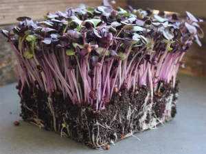 Close-up of a vibrant cluster of microgreens with purple stems and green leaves, growing densely from a block of dark, nutrient-rich soil.