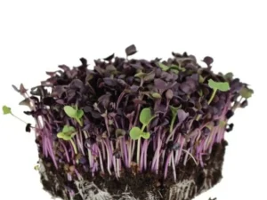 A dense cluster of microgreens with purple stems and green leaves sprouting from dark soil, isolated on a white background, conveying freshness.