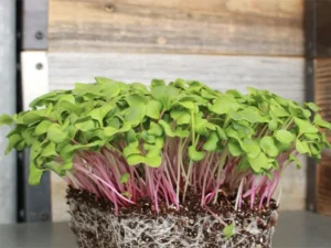 A dense cluster of green radish microgreens with vibrant pink stems, growing from rich soil, on a wooden surface. The tone is fresh and natural.