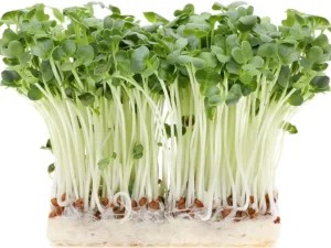Close-up of vibrant green microgreens with delicate leaves and thin white stems, growing densely from a brown seed base on a white background.