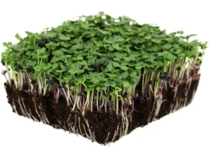 A dense, square patch of microgreens with vibrant green leaves and delicate stems rises from dark, rich soil, displaying lush growth and vitality.