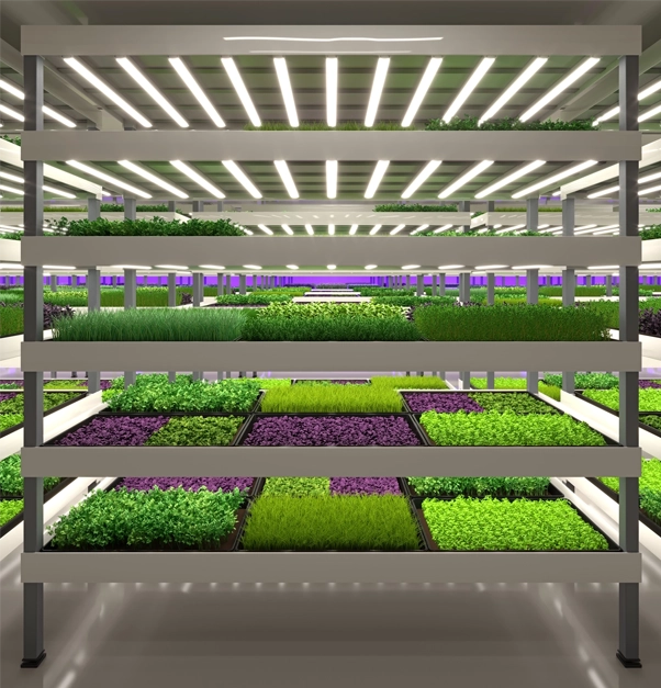 Vertical farming shelves filled with vibrant green and purple plants under bright LED lights, creating a futuristic and efficient atmosphere.