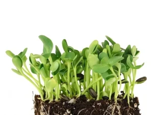 A cluster of vibrant green seedlings emerging from rich, dark soil against a white background, conveying growth and renewal.