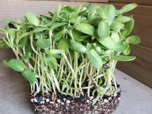 A cluster of vibrant green sunflower sprouts with thick leaves and tall stems growing densely from soil and scattered seeds on a wooden surface.