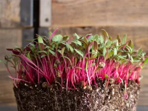 Bright, vibrant microgreens with red stems and green leaves sprout from rich, dark soil against a rustic wooden background, conveying growth and vitality.