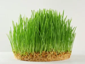 A dense cluster of vibrant green wheatgrass with visible roots and seeds sits on a white surface. The fresh, healthy grass conveys a sense of vitality.